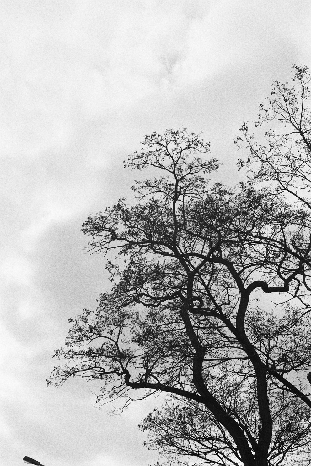 A tree bare of leaves against the blue sky. Shot on Agfa APX 100