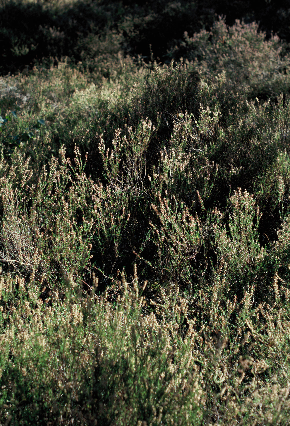 Heath in epic sunlight. Shot on Kodak Ektachrome E100