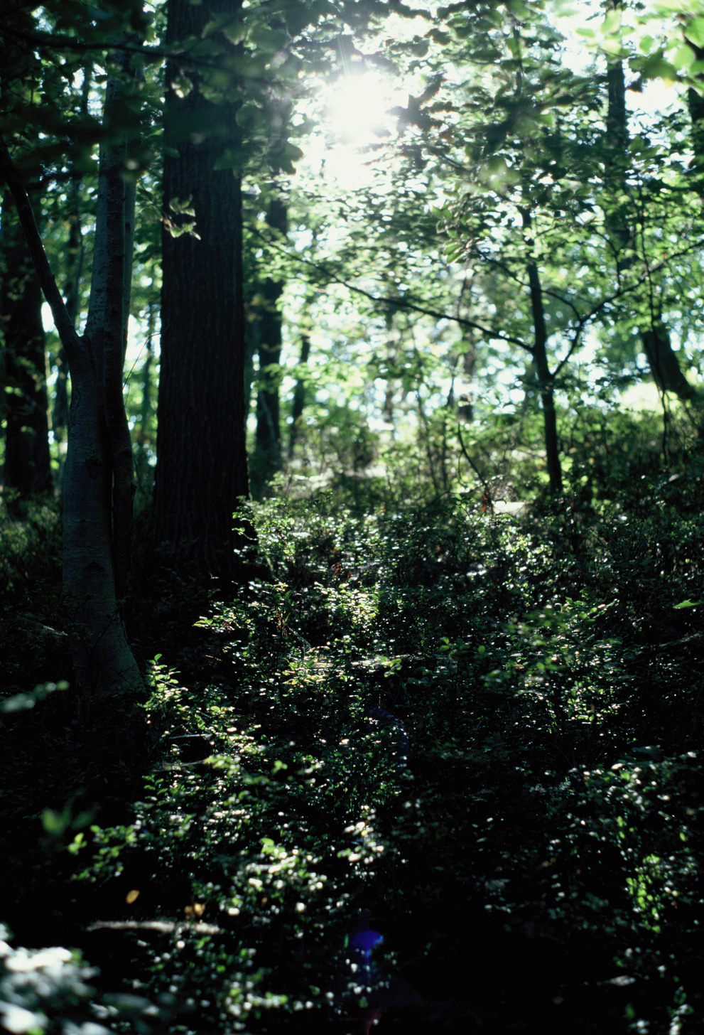 Sun breaking through the forest, causing lens flare. Shot on Kodak Ektachrome E100.