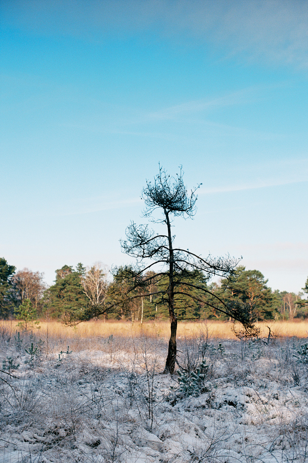 Landscape with snowwhite, yellow and green stripes. Shot on Kodak Ektar 100.